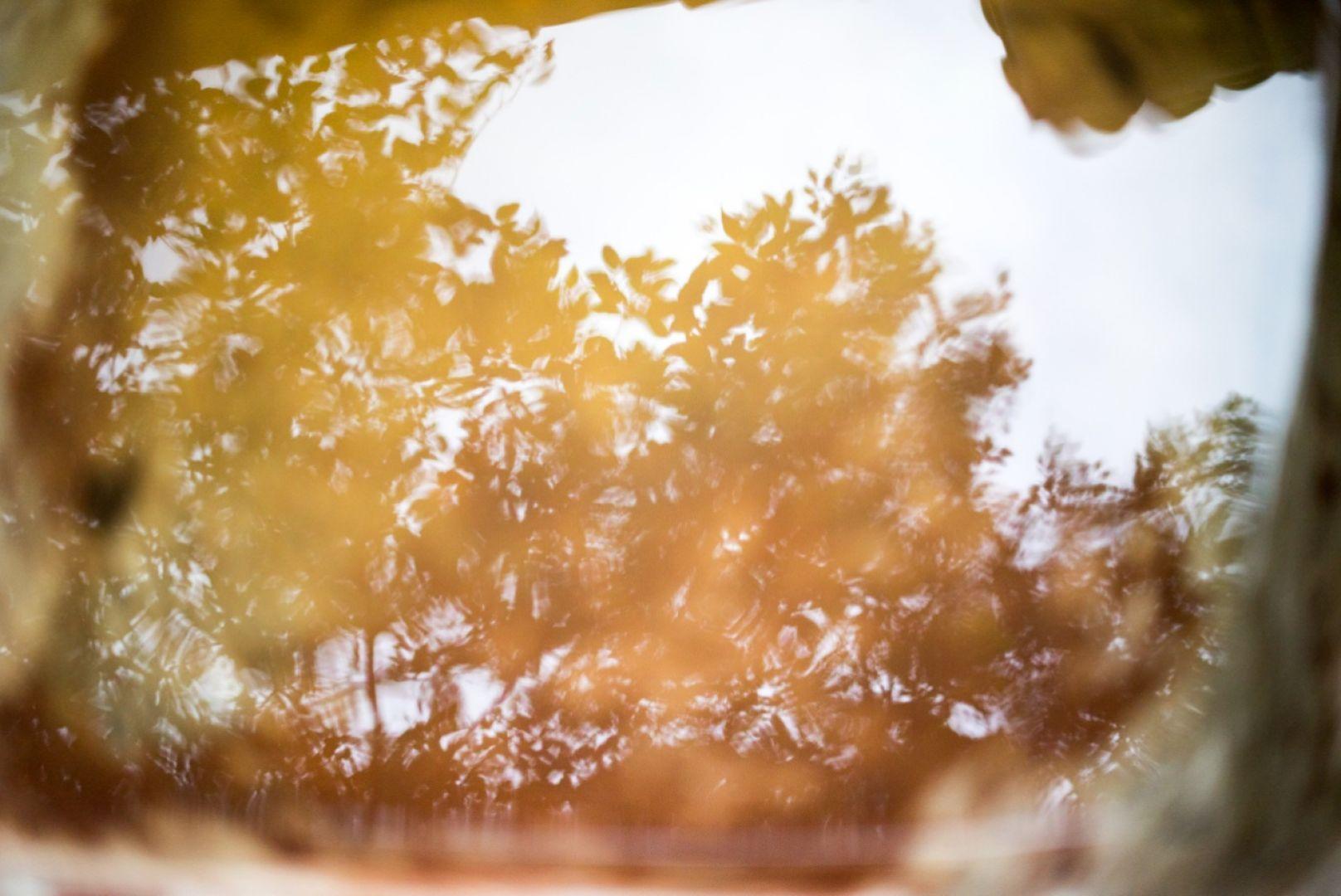 reflet d'un arbre en été dans l'eau