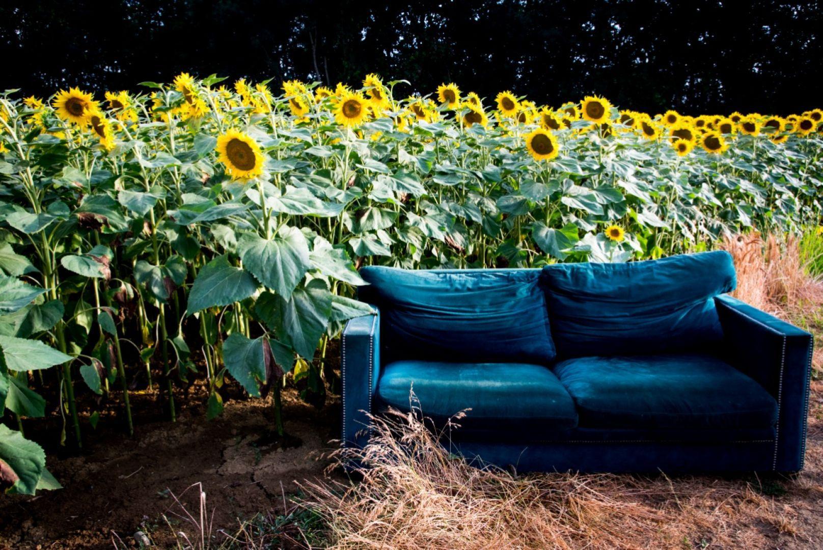 canapé en velours vert-bleu devant un champ de tournesols