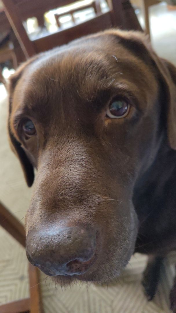 head of a Brown labrador