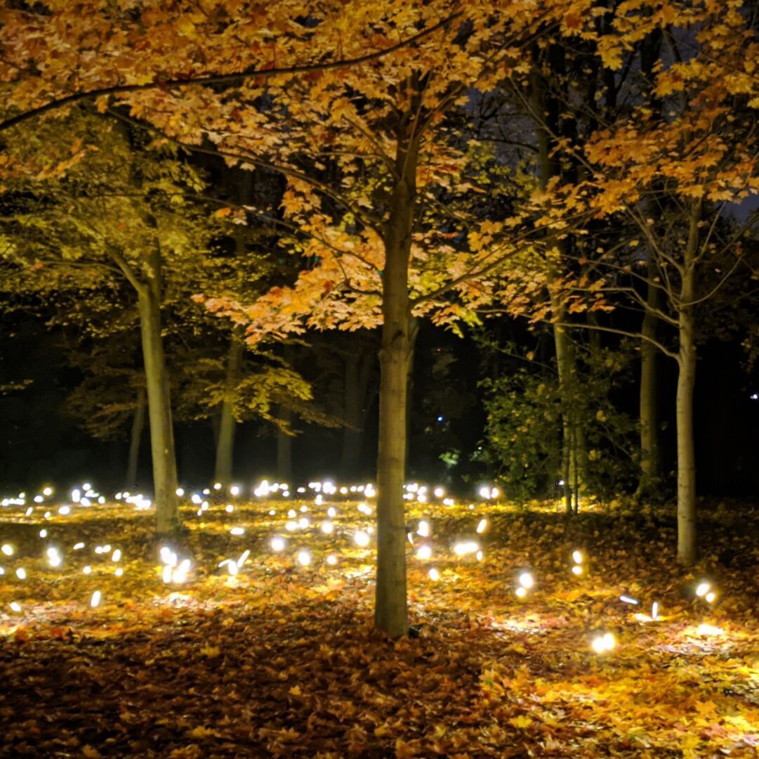 4 photos carrées de la Fête des Lumières 2022 : 2 au Parc de la Tête d'Or, 1 de Saint-Jean et 1 des Terreaux, spectacle présenté par les créateurs des Anookis 👍 

#FêtedesLumières #Lyon #NoFilter