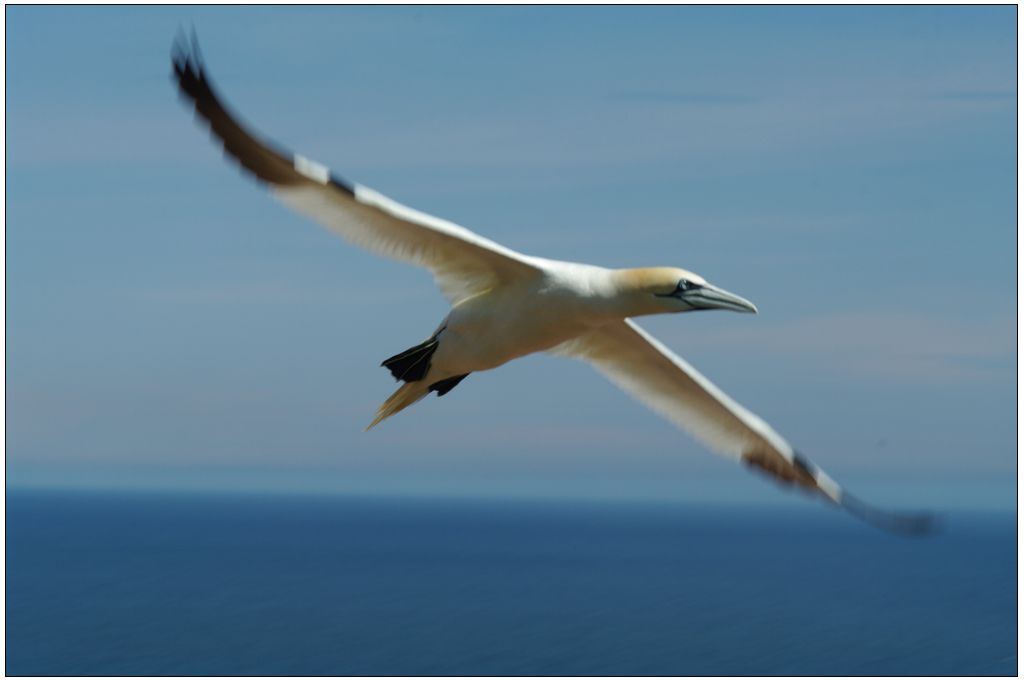 Gros pplan sur un Fou de Bassan en vol. Les ailes déployées, et floues,  occupent toute la diagonale de la photo.
Le fond, flou lui aussi, est coupé en deux : la mer bleue foncée en bas et le ciel, bleu clair en haut. Horizon flou.